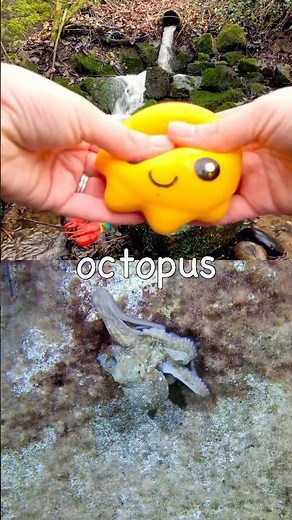 Kids Learn | Sea Animal Names at the Waterfall: Crab Seahorse Hermit Crab Whale Octopus