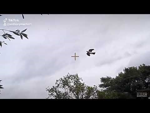 Pigeon shooting using an ff6 flapper for the first time.