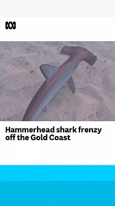 What a sight! 🦈 A shiver of scalloped hammerhead sharks have converged off the coast of a Gold Coast beach for the second year running. #HammerheadSharks #Sharks #GoldCoast | ABC Science