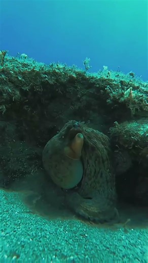 This Creature Can Escape Anything