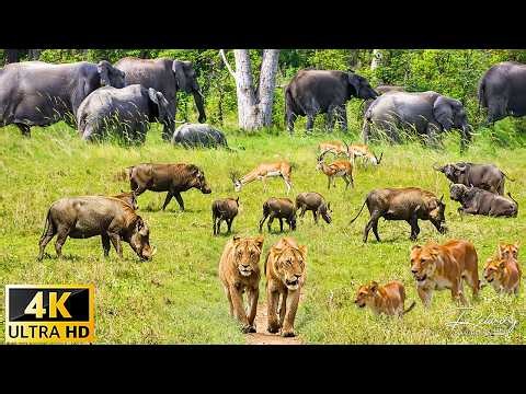 4K African Wildlife: Amazing Animal Behaviours Caught on Spy Camera of Etosha park With Real Sounds