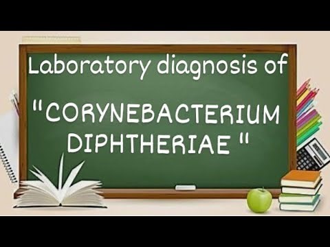 Corynebacterium Diphtheriae laboratory diagnosis