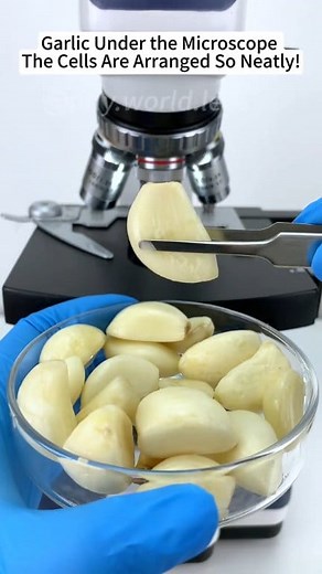 19K views · 112 reactions | Garlic under the microscope  #undermicroscope #microscope #fypシ゚ #reelsviralシ #reelsvideo | Micromagic6 | Facebook