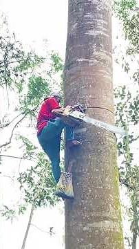It takes a lot of flying skills to cut this big tree.