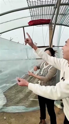 #Stainless steel clip#Binary mode clip#Greenhouse clip#Super cheap and super cost-effectiv