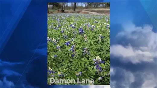 Oklahoma's spring bloom arrives early due to record warmth