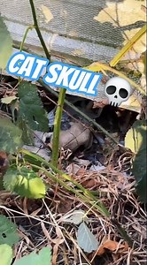 cat skull 💀 ☠️