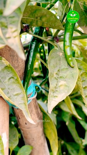 Khetibadi karna koi bacchon k khel nai 😎