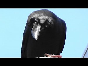 電線で鳴くハシブトガラスと餌を食べるハシブトガラス Jungle Crow