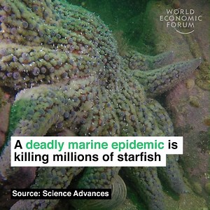 842K views · 10K reactions | And it's affecting entire ecosystems.  Read more: https://wef.ch/2SdjG6T | World Economic Forum | Facebook
