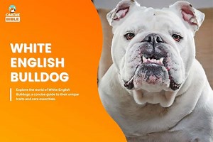 White English Bulldog: Dog Breed Information & Pictures (Owner's Guide) - Canine Bible