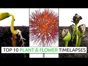 Top 10 Plant and Flower Timelapses