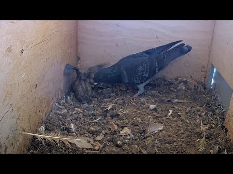HELP: Intruder male pigeon attacks babies to take over the box. Viewer discretion is advised