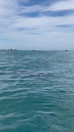 Still buzzing a few days after this epic Orca encounter! What makes it even more special is sharing it with so many locals who were able to see them from land 🙌 | Kaikoura Kayaks