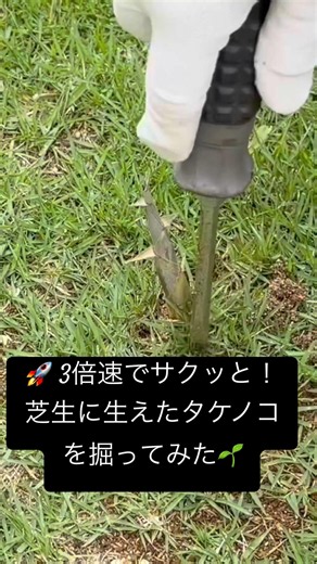 🚀 3倍速でサクッと！芝生に生えたタケノコを掘ってみた🌱