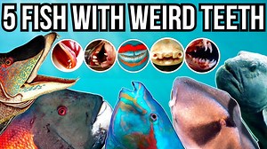 5 Fish With Weird Teeth