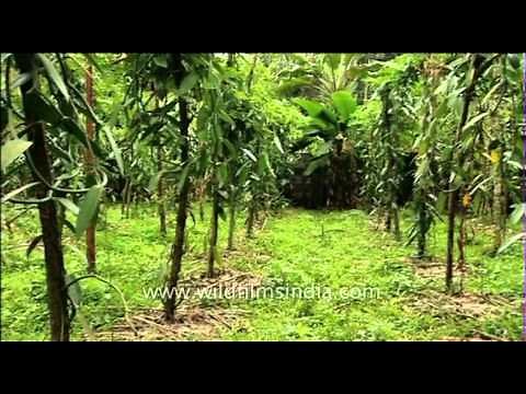 Vanilla orchids: this is where your vanilla comes from!