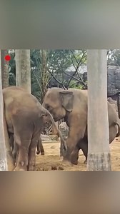An Asian elephant at the Nanning Zoo in Guangxi Zhuang Autonomous Region experienced a moment of distress when it got stuck between a pair of palm trees during its regular outdoor exercise. Its struggle to move, both forwards and backwards, was met with visible anxiety from a nearby elephant, which paced in circles. Fortunately, the trapped elephant was able to free itself after a tense interval, all without human intervention. #ChinainSeconds #ChorusofLife For more: https://english.cctv.com/ | 