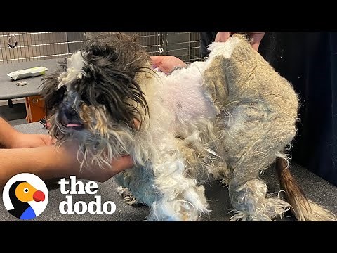 Stray Dog Who Was Covered In Matted Fur Gets A Haircut | The Dodo