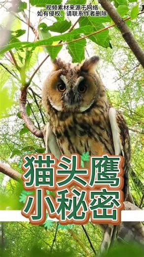 动物科普《猫头鹰小秘密》音乐 #动物世界 #动物 #动物的迷惑行为 #猫头鹰 #认识动物