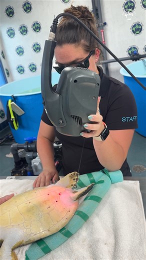 A little weigh in and treatment time for our friend Anemone! 💙 | Sea Turtle, Inc