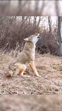 🐺 Coyote Howling | Wild Nature Sounds#Coyotel #CoyoteHowling#Howling #Shorts