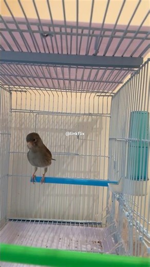 Domestic Canary Bird Breed