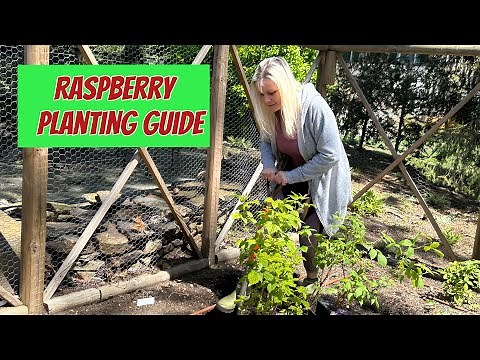 Raspberry Planting Guide: Soil, Location, Fertilization & CareTips
