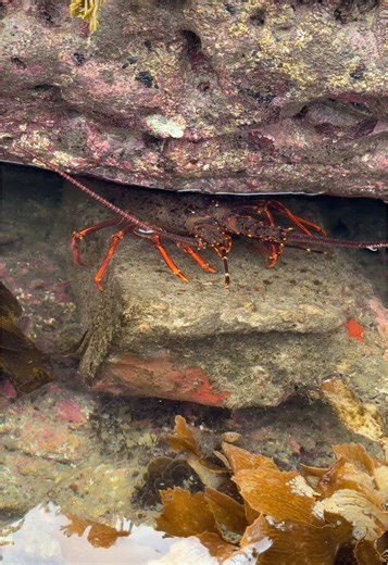 Exploring Crayfish on New Zealand's East Coast Reef