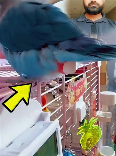 Parrot Laying Eggs for the First Time: Reaction & Care Tips