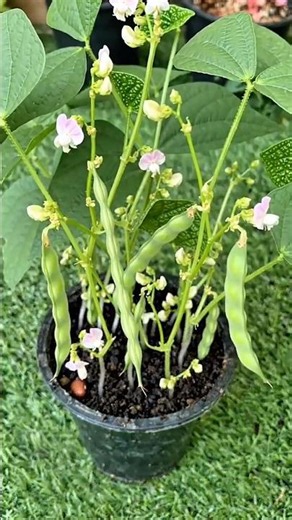 🌱 From Bean Seed to Bean Pods in Days! | Amazing Bean Growth Time-Lapse