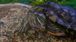 Red-eared slider turtle (Trachemys scripta elegans) moves its head in terrarium...Unmodified camera color.