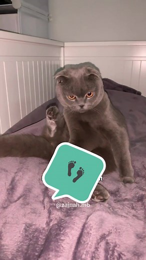 Sister Minnie Showing Her Feet: A Funny Cat Video