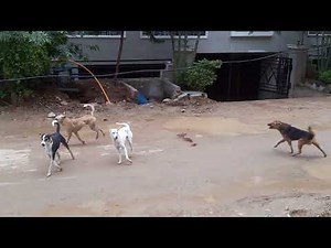 Street dogs fight