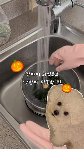 흰쌀밥에 단호박 큐브를 만들어 보아요(강아지 화식 큐브 만드는중…🐶)