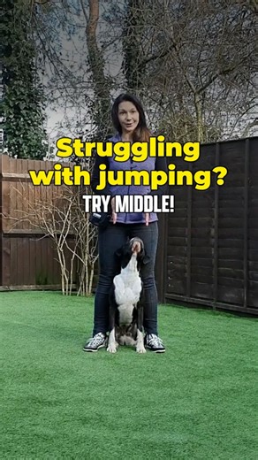 One of the most versatile behaviours you can teach your Boxer. Middle is an exercise that provides control and builds confidence, whether your Boxer is on or off lead. By teaching them that staying between your legs is a safe and rewarding place to be, you can use this skill in a variety of everyday situations. #boxerdog #dogtraining #traindontcomplain #BoxersOfInstagram | Bombproof Boxer