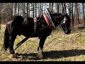 Šetrná těžba dřeva koněm. Připouštění plemenným hřebcem!