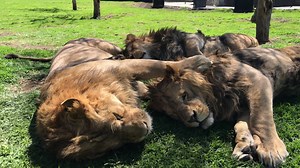 The Big Pride... #blackjaguarwhitetiger | The Black Jaguar-White Tiger Foundation