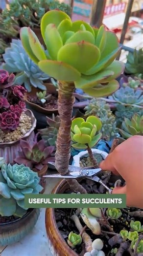 Beginner's Succulent Care: Propagate Succulent Plants from Leaves | 다육이 | 多肉植物