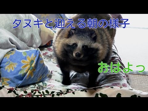 タヌキと迎える朝の様子 (Good morning Tanuki.)