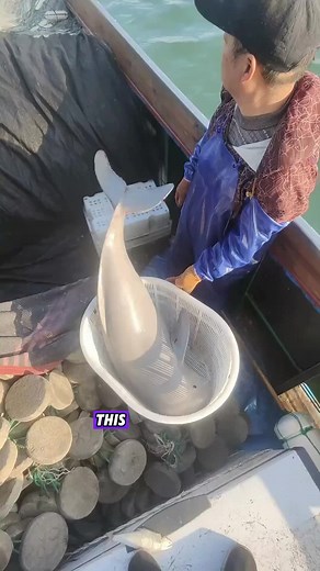 Amazing Porpoise Videos: Cute Animals in Action