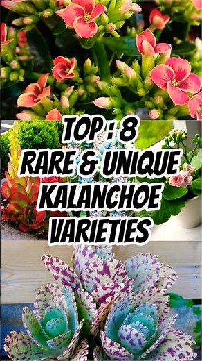 8 Different Types of Kalanchoe Plants You Need to See🌿🌱#kalanchoe#plantlover #shortfeeds