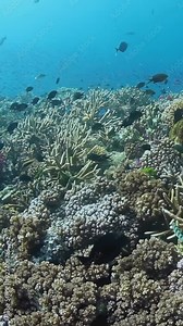 Explore the vibrant underwater coral reef of Fiji, a habitat filled with colorful fish, stunning corals, and diverse marine life in the warm Pacific, perfect for adventure seekers and nature lovers