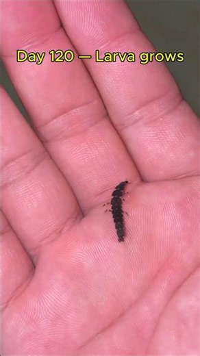 From Egg to Firefly
