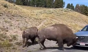 Bison Takes A Run At Car In Yellowstone National Park | Whiskey Riff