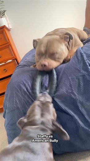 1.5M views · 55K reactions | Sass vs mass! Who’s your money on? #dog #puppy #americanbully #staffy #funnydog #dogs | Lulu & Tuktuk | Facebook
