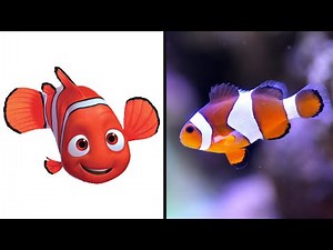 Finding Dory All Characters in Real Life Comparison