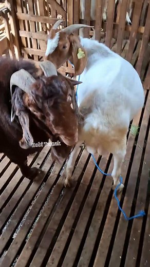 31K views · 247 reactions | Goat Breeding Season | Hobi Ternak | Facebook