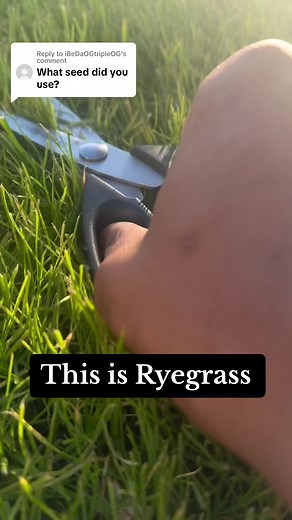 Lush Ryegrass for Your Lawn | Sixten Landscaper
