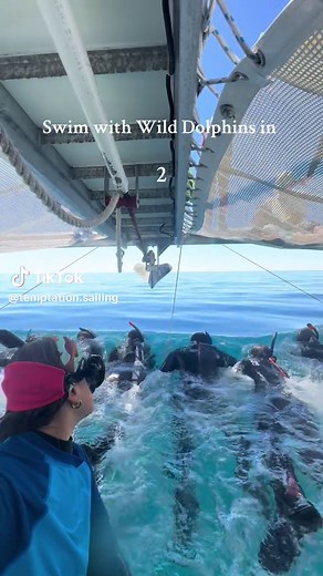 Experience Wild Dolphin Swimming in South Australia